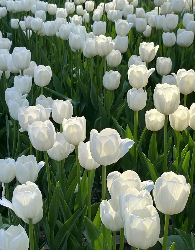ảnh hoa tulip 25