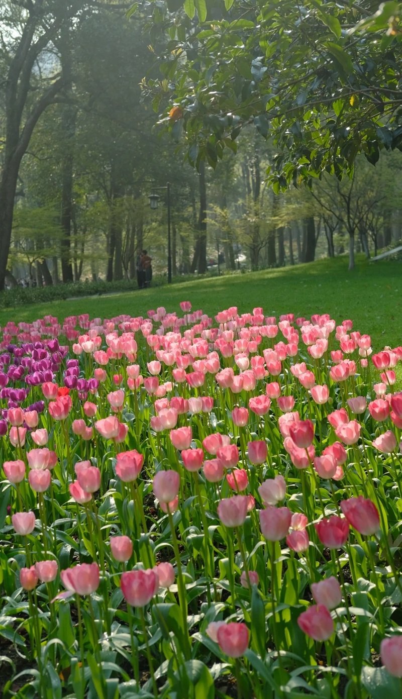 ảnh hoa tulip 28
