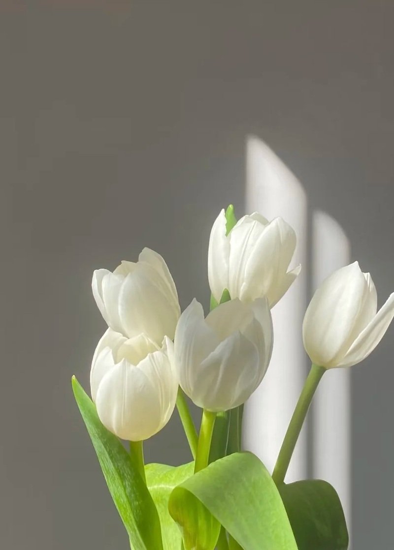 ảnh hoa tulip 30