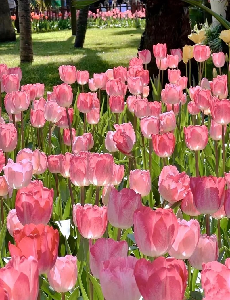 ảnh hoa tulip 7