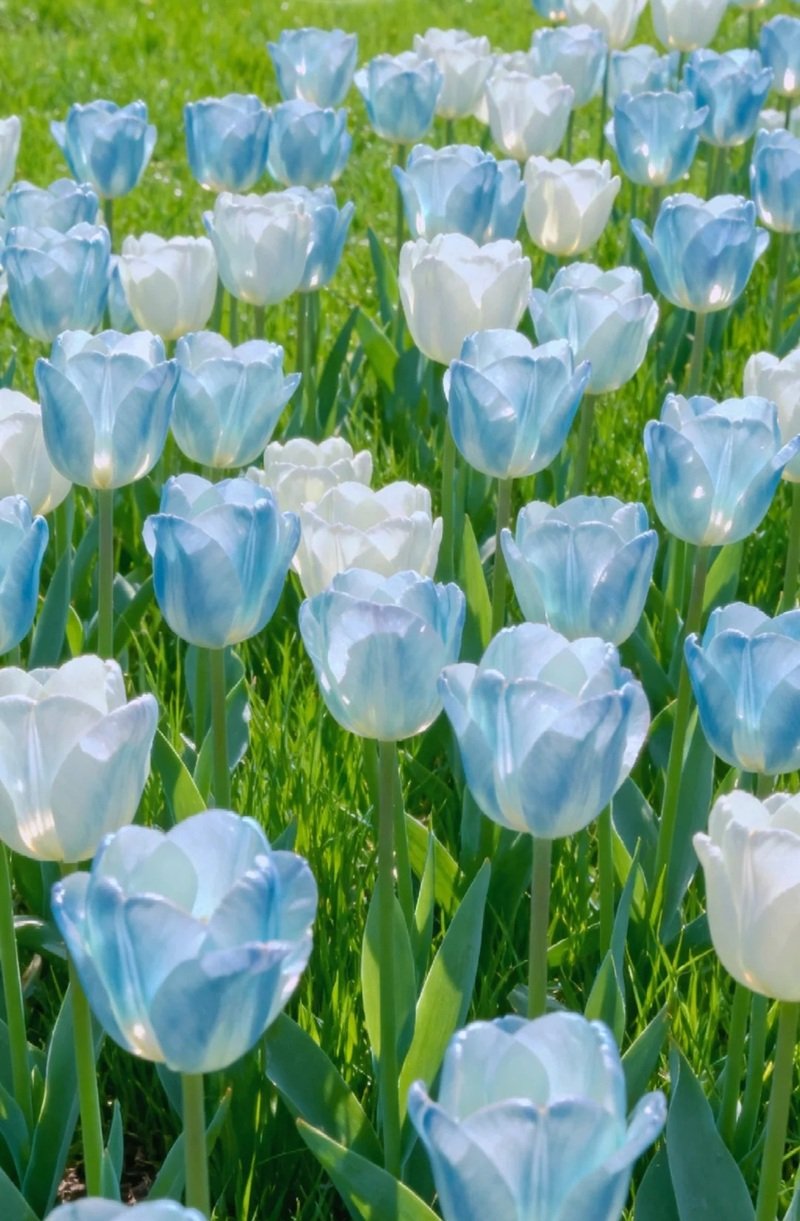 ảnh hoa tulip 9