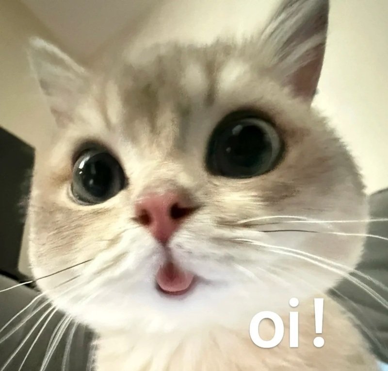 ảnh meme mèo 34