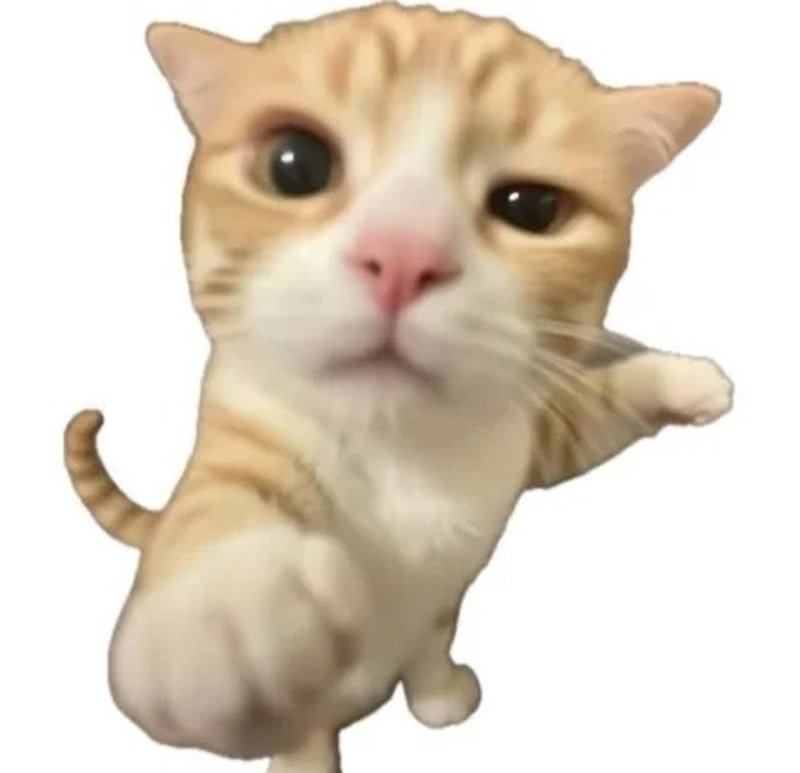 ảnh meme mèo 6