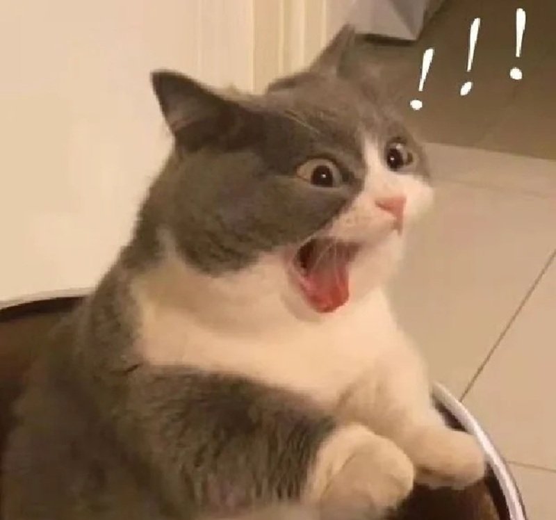 ảnh meme mèo há mồm