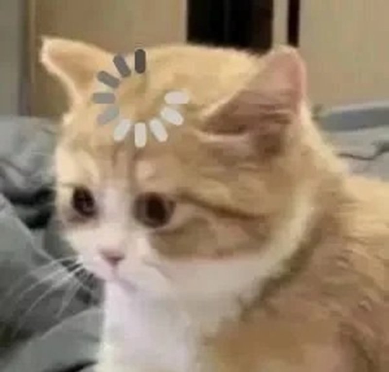 ảnh meme mèo load