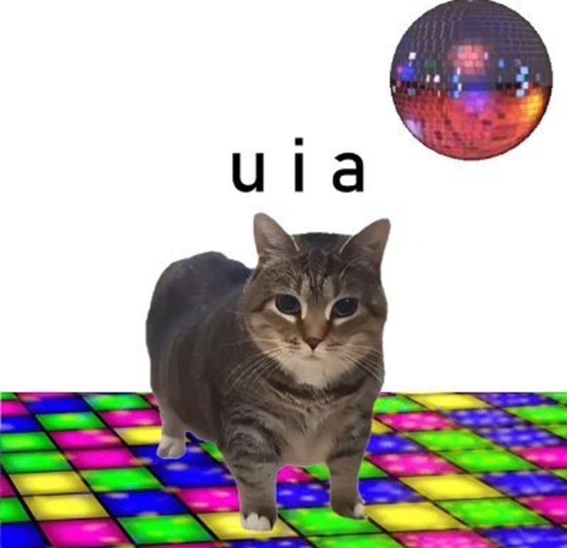ảnh meme mèo uia