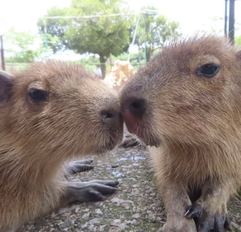 capybara meme 15