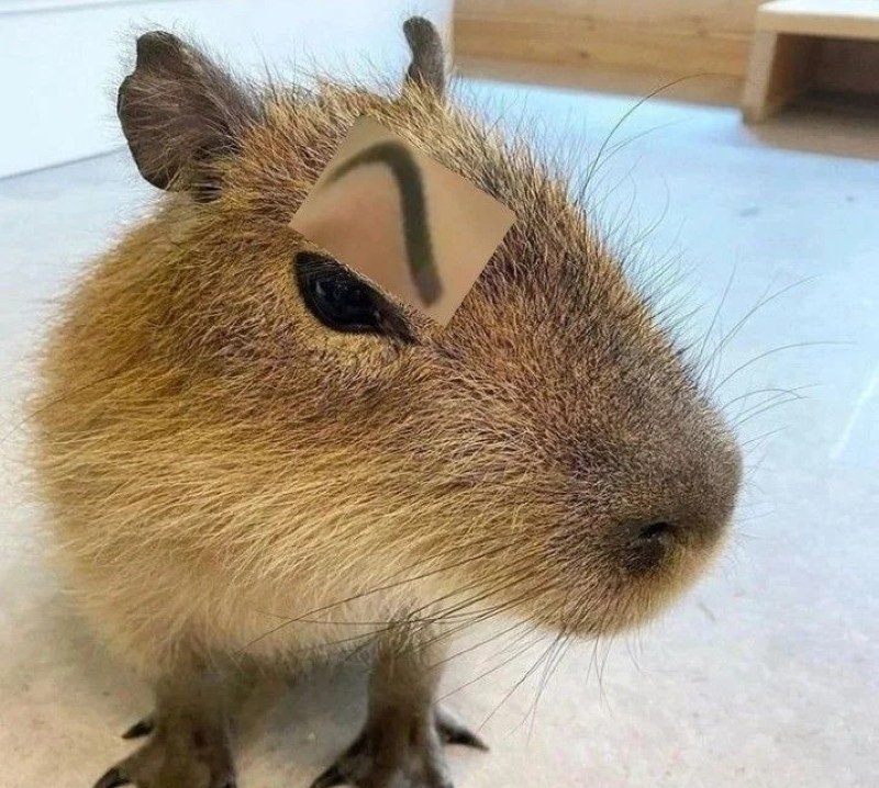 capybara meme 17