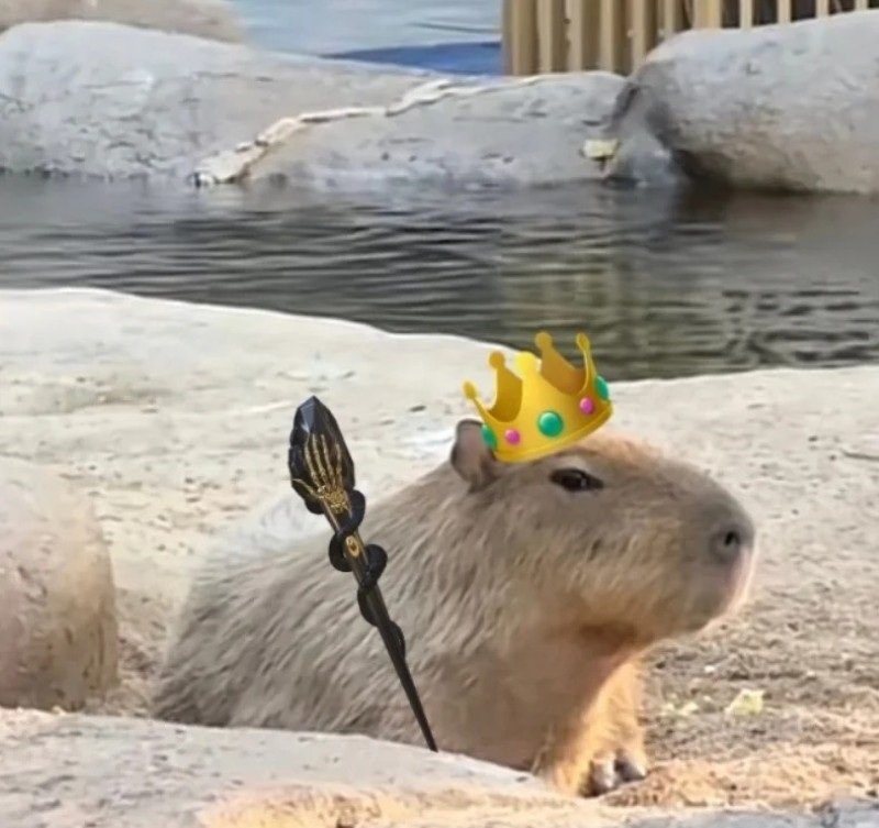 capybara meme 21