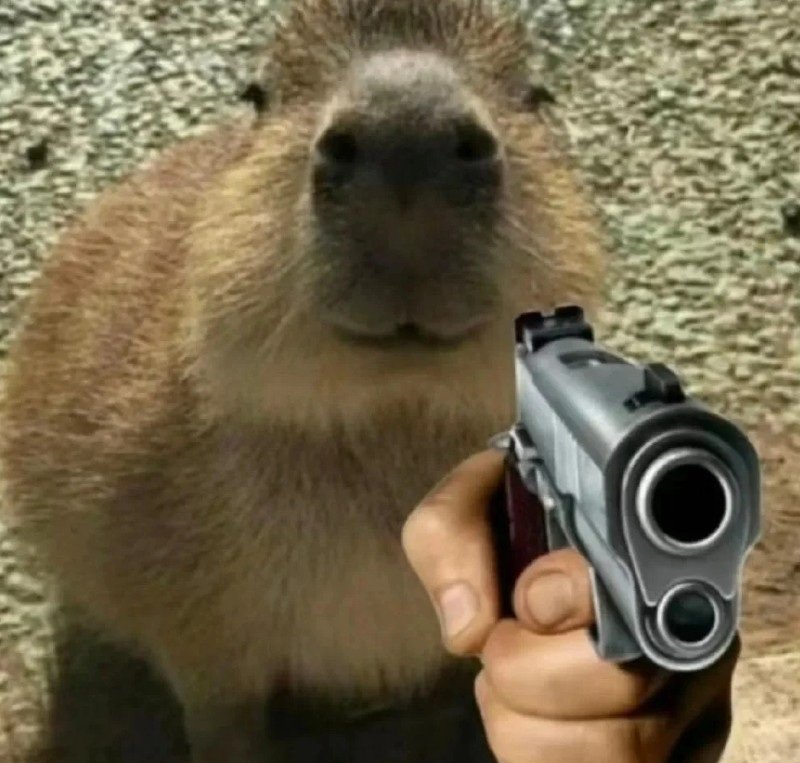 capybara meme 28