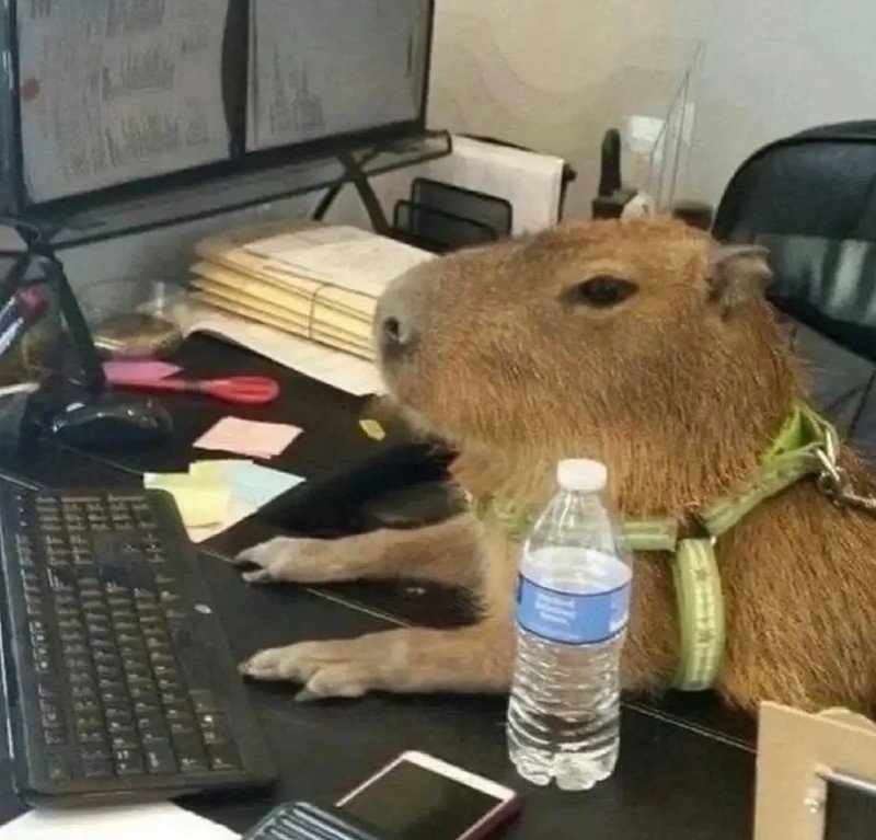 capybara meme 29