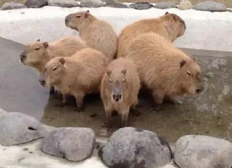 capybara meme 31