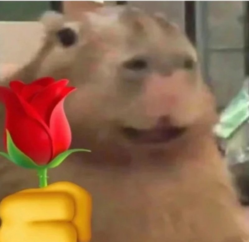 capybara meme 33