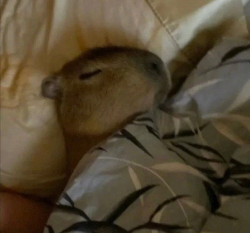capybara meme 6