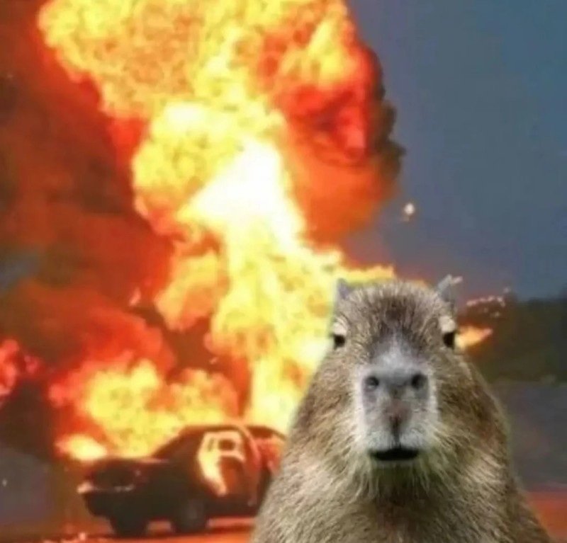 capybara meme 8