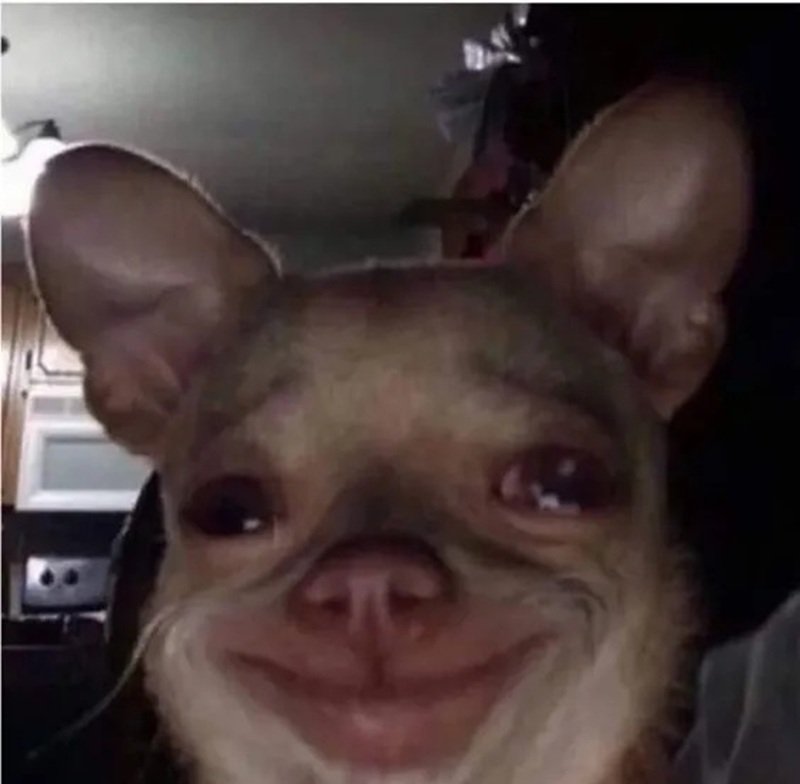 con chó meme cười
