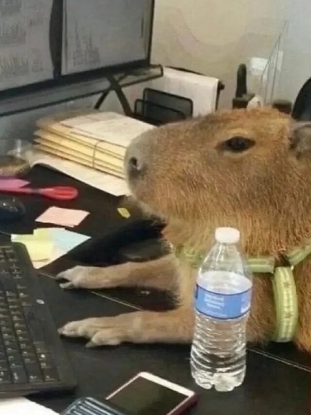 cropped-capybara-meme-29.jpg