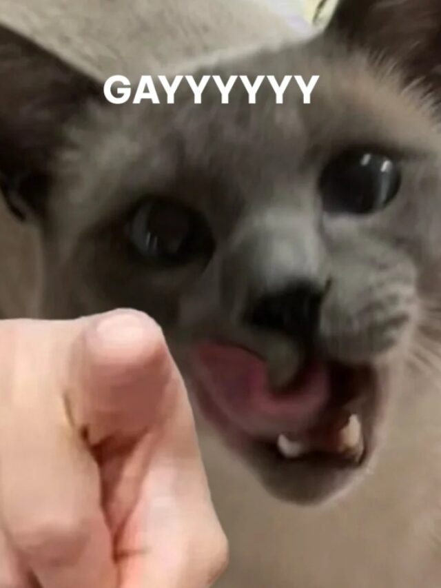 cropped-gay-meme-37.jpg