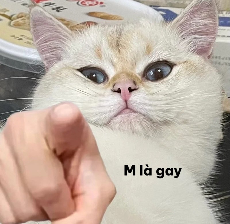 gay meme 10