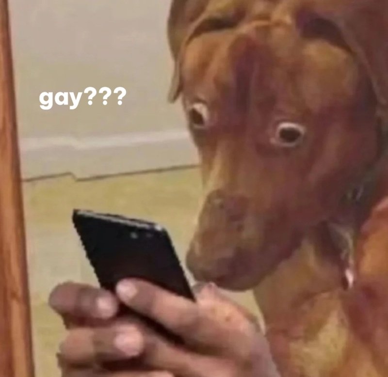 gay meme 18