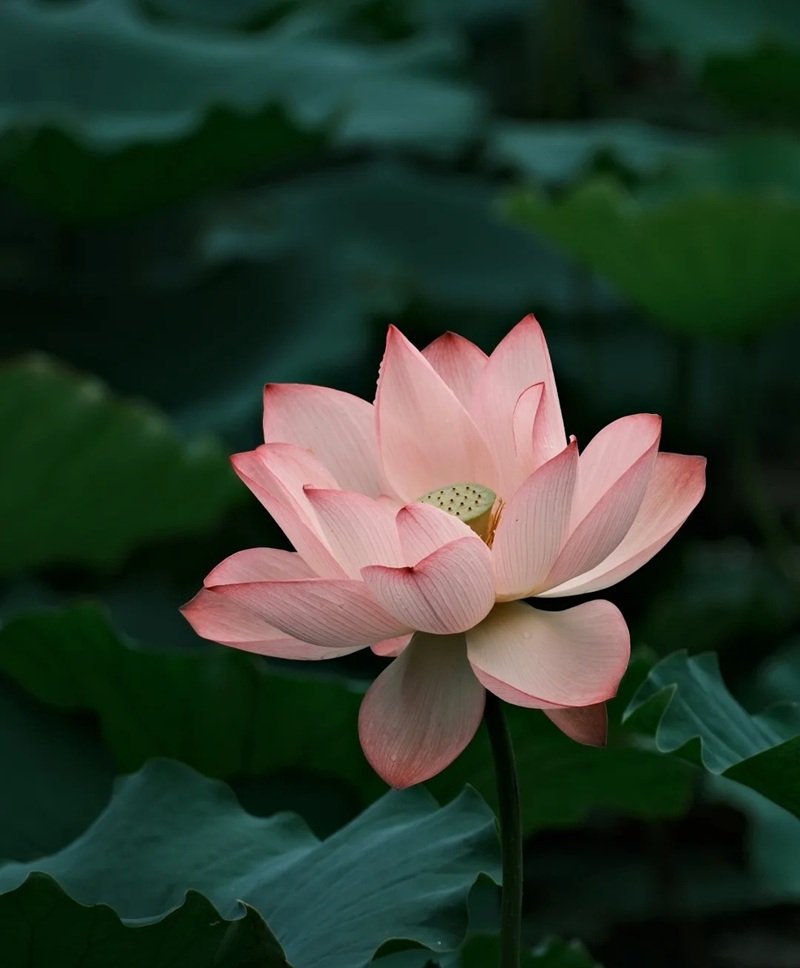 hình ảnh hoa sen 10