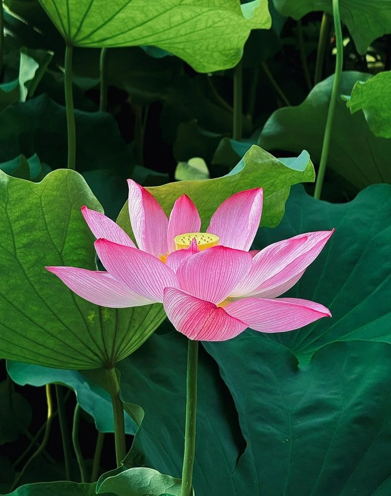 hình ảnh hoa sen 11