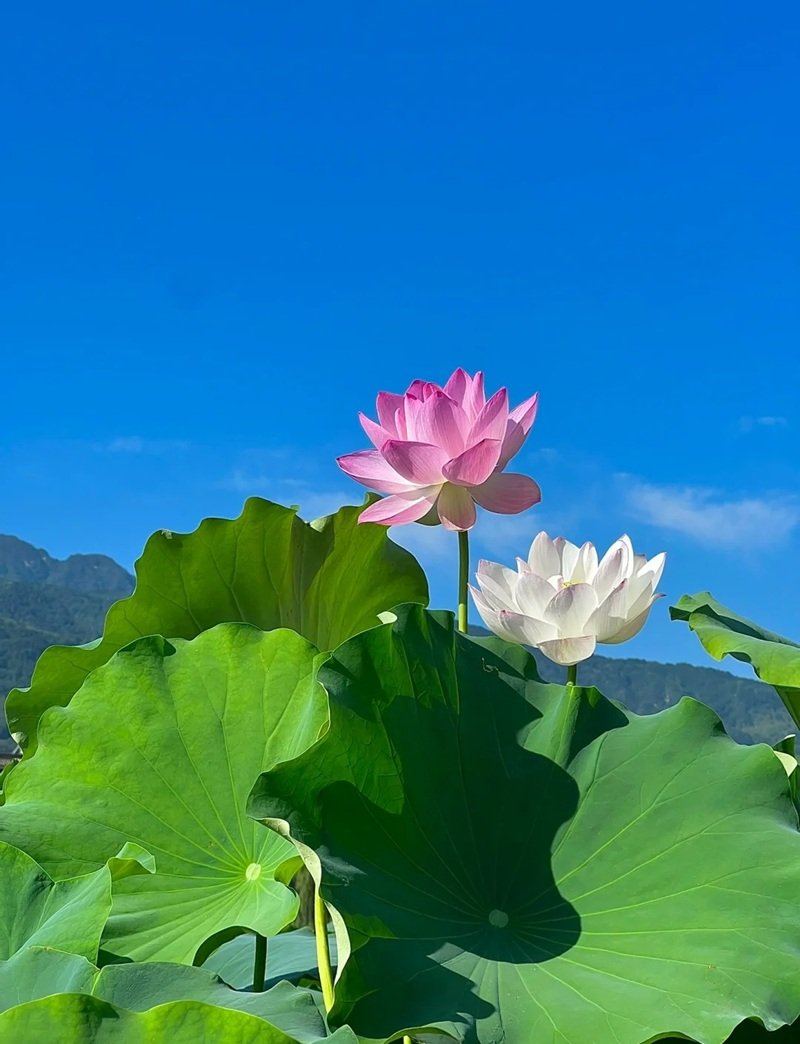 hình ảnh hoa sen 12