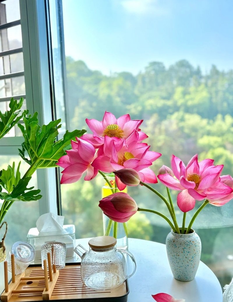 hình ảnh hoa sen 13