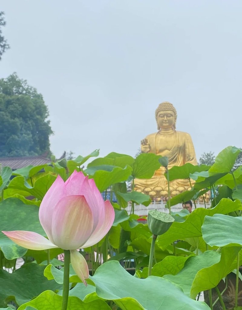 hình ảnh hoa sen 22