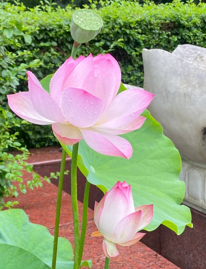 hình ảnh hoa sen 23