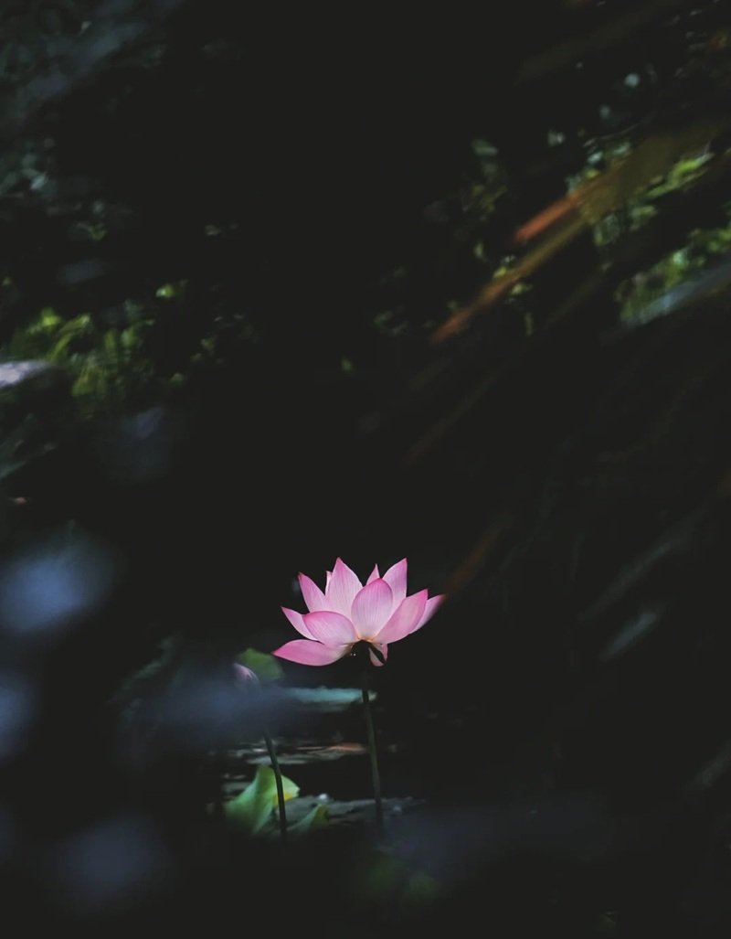 hình ảnh hoa sen 27