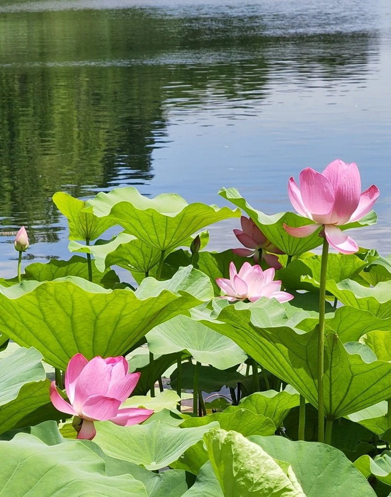 hình ảnh hoa sen 31