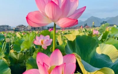 hình ảnh hoa sen 35