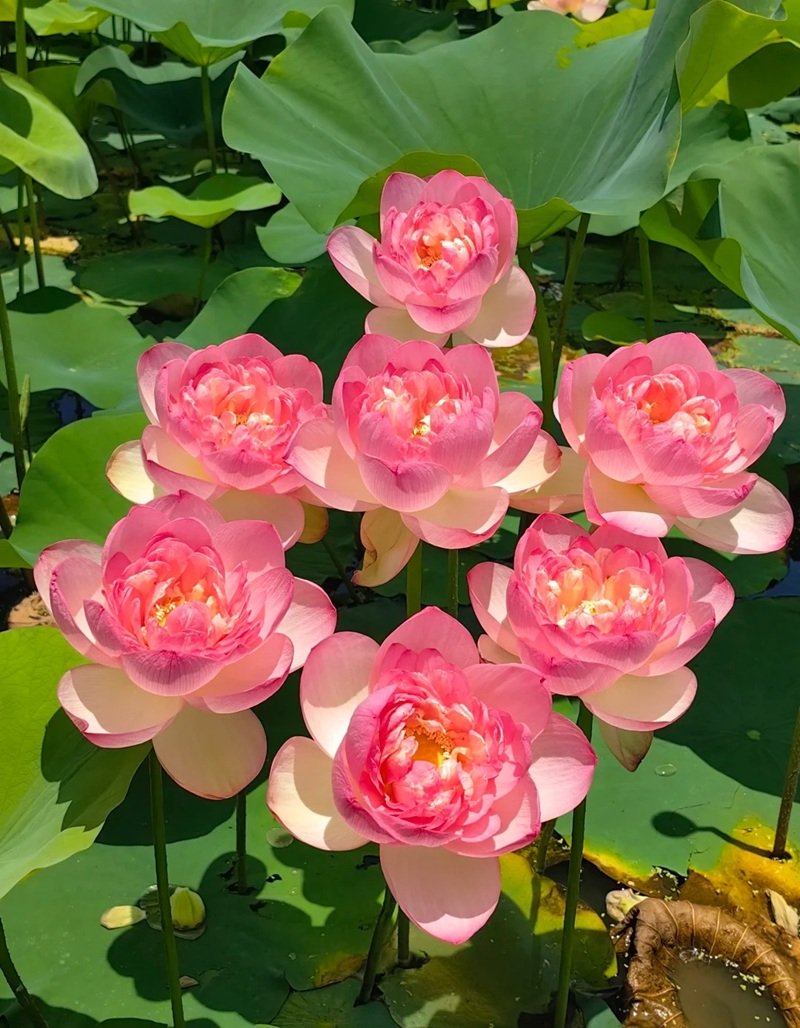 hình ảnh hoa sen 6