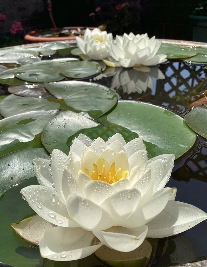 hình ảnh hoa sen 8