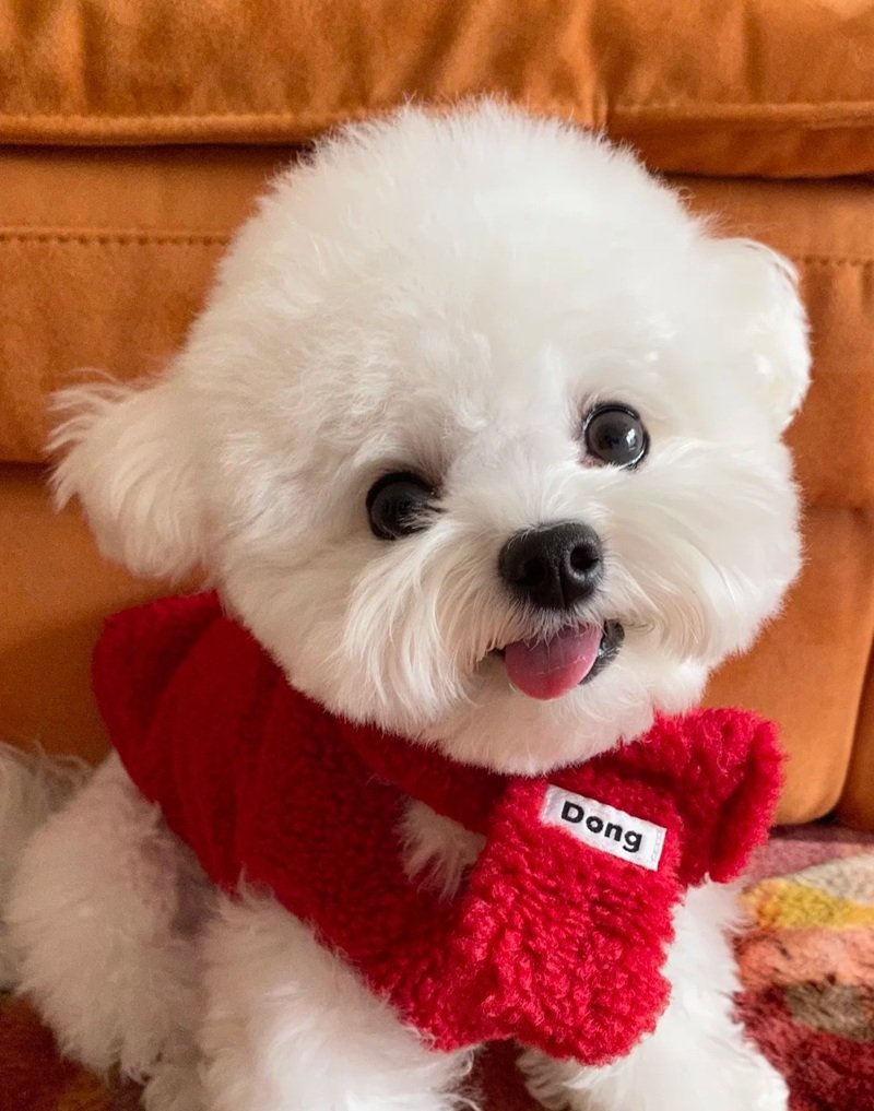 hình ảnh tết cute 34