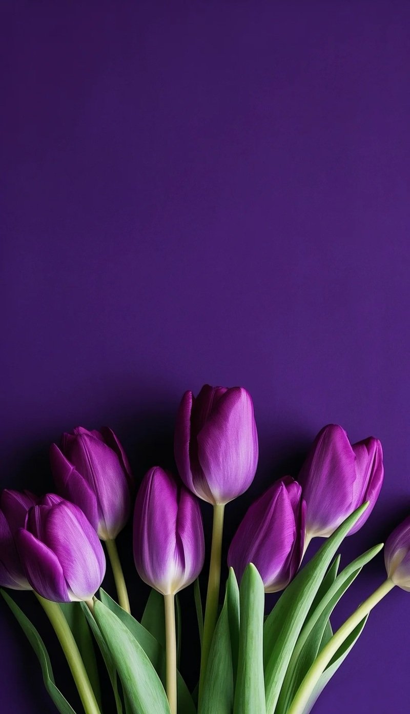 hình nền hoa tulip cho điện thoại