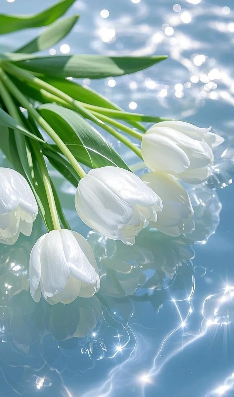 hình nền hoa tulip trắng