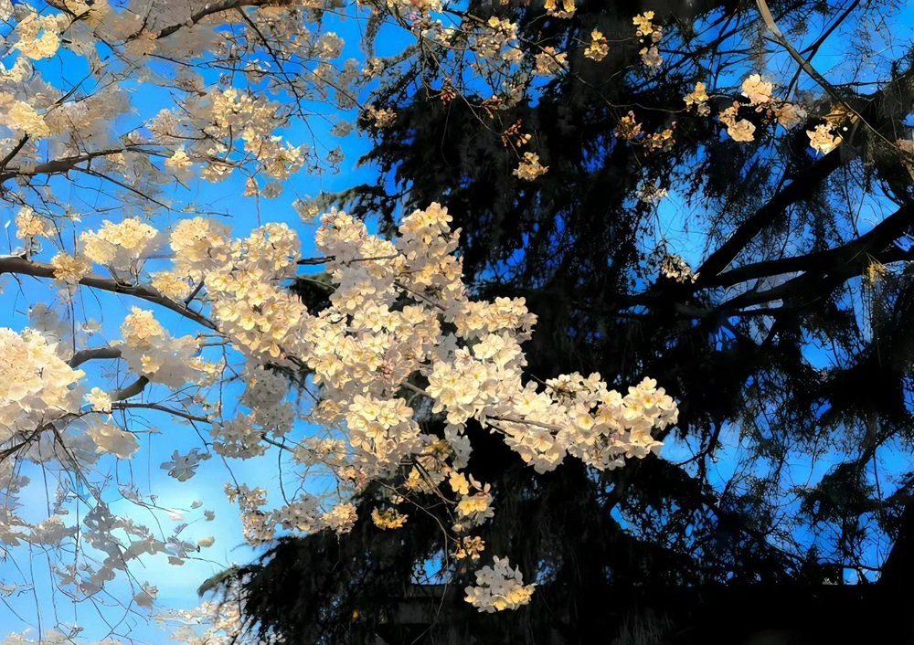 hình nền máy tính 4k 1920×1080 9