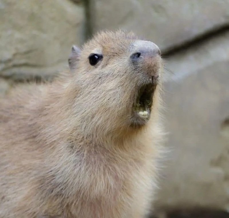 meme capybara hét