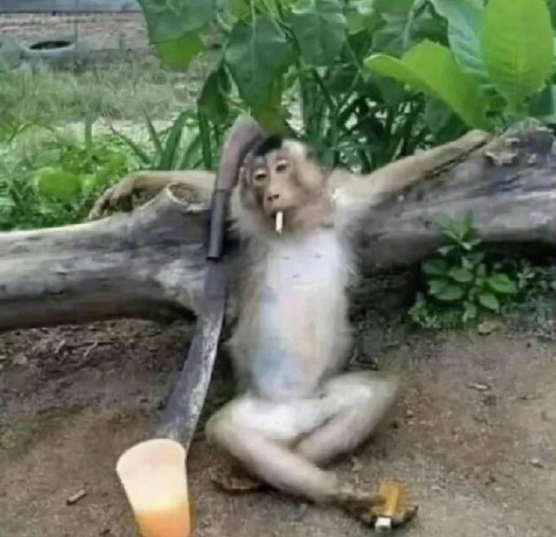 meme con khỉ 18