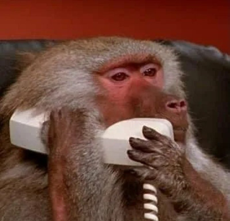 meme con khỉ 32