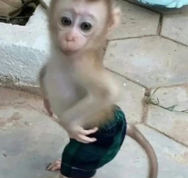 meme con khỉ 7