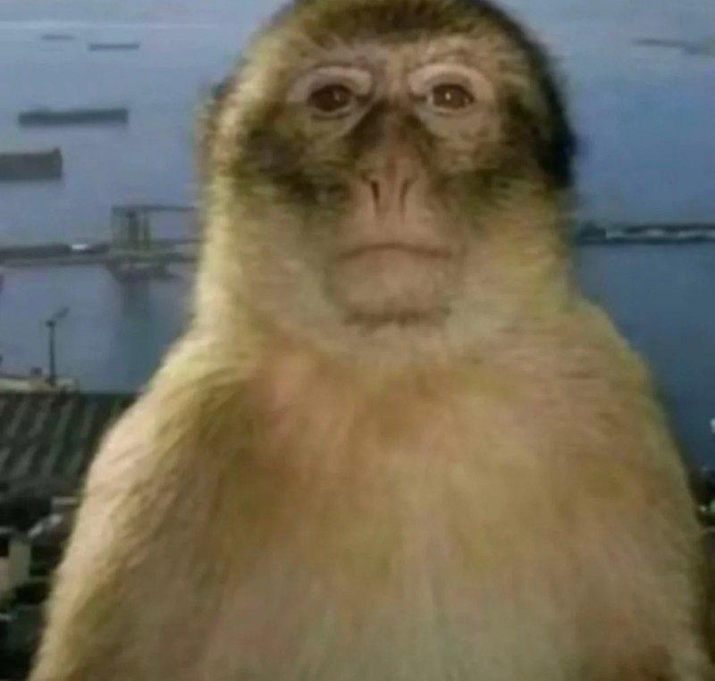 meme con khỉ 9
