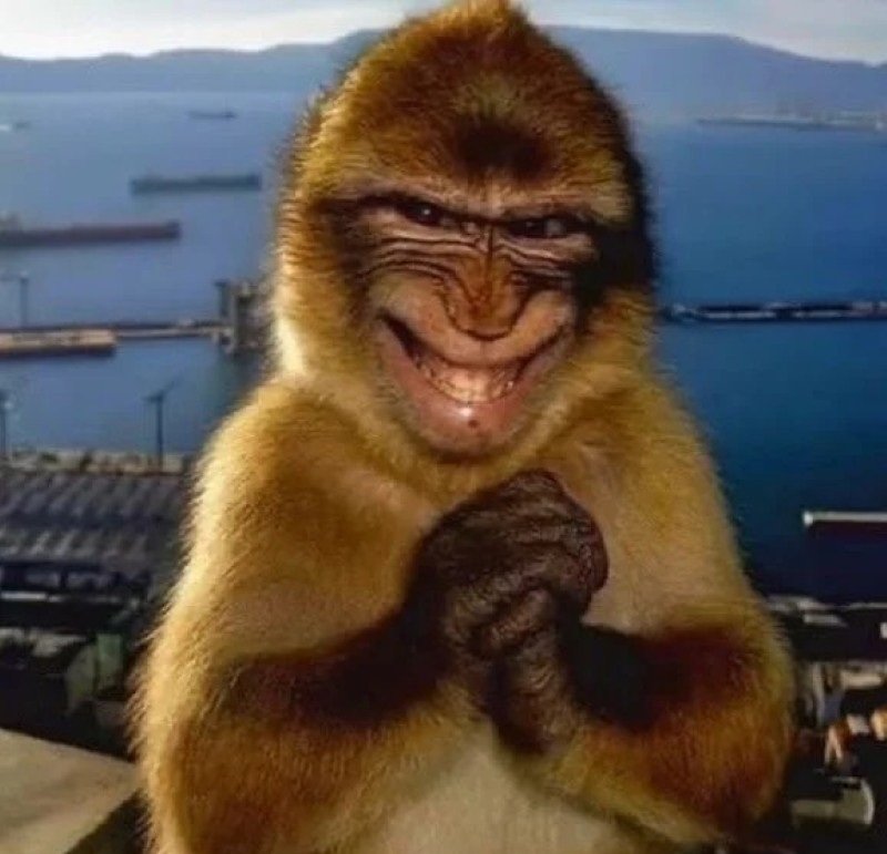 meme con khỉ cười