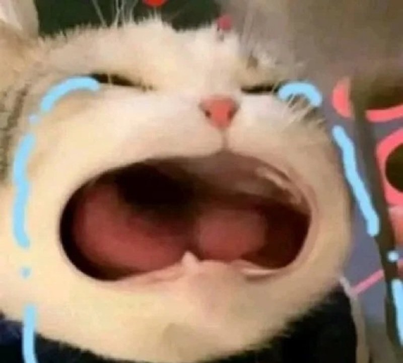 meme mèo buồn 18