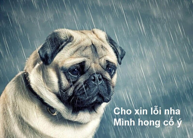 meme xin lỗi chân thành