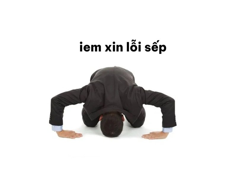 meme xin lỗi sếp