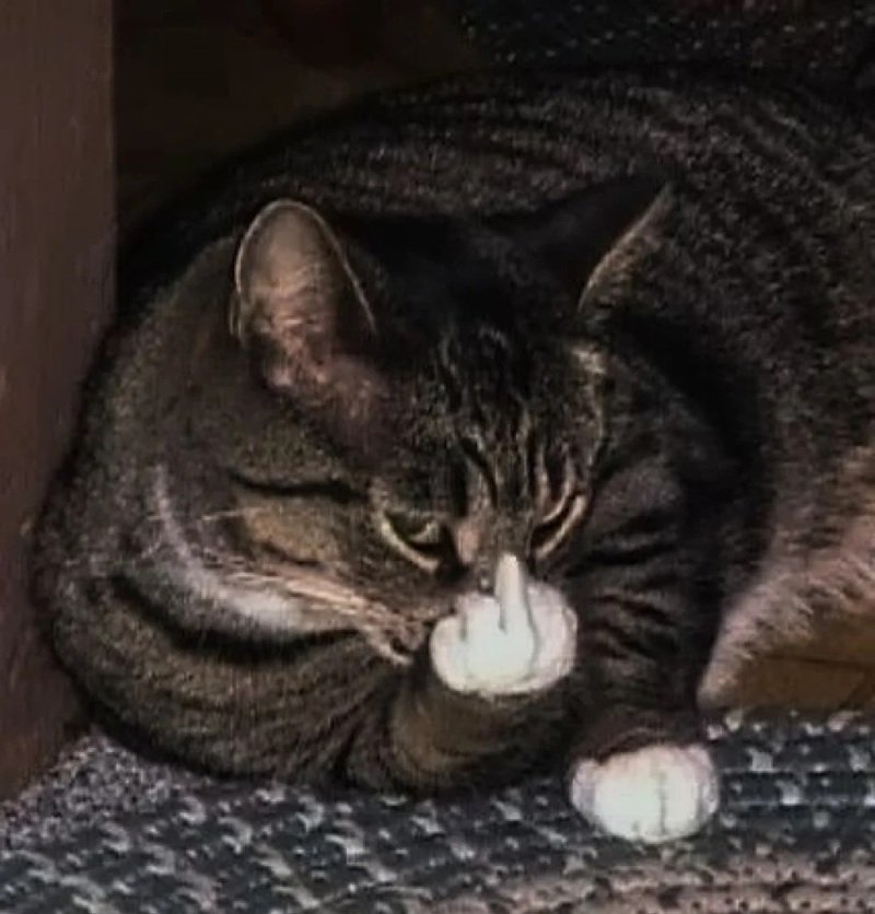 ngón giữa meme 14