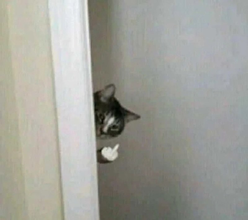 ngón giữa meme 16